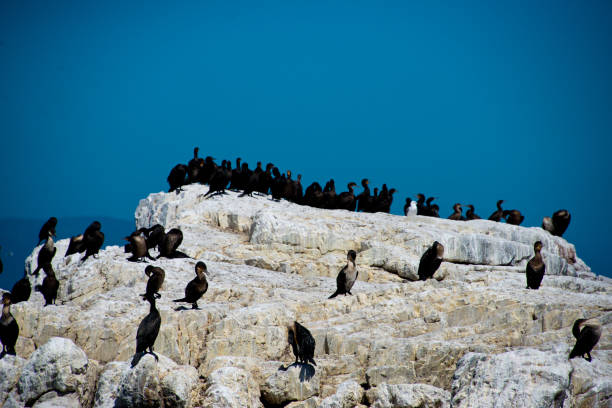 istock colony of black oystercatcher (haematopus bachmani) 1219123648