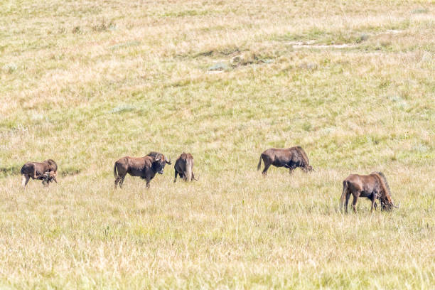 istock Black wildebeest, Connochaetes gnou, grazing in Golden Gate 1219123766