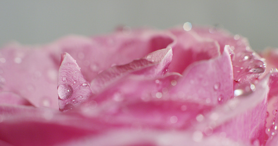 Extreme macro shot of colorful flower. concept colorful and perfect nature with dew drops on colorful and fresh rose flower spinning and turning