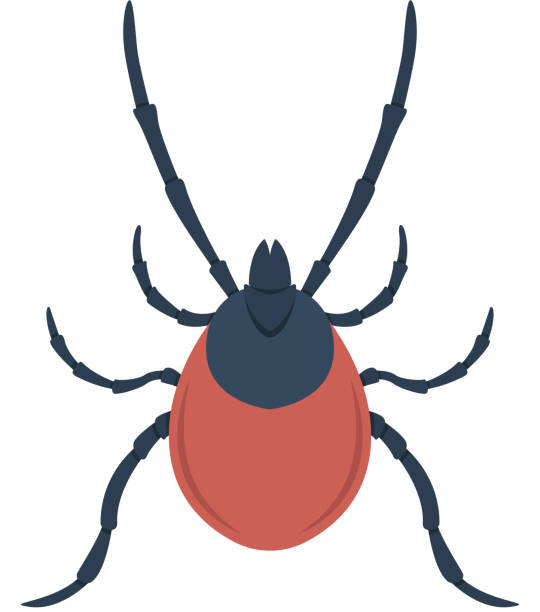 ilustrações de stock, clip art, desenhos animados e ícones de illustration of mite in flat style. design element for infographic, emblem, sign, poster, car, banner. vector illustration - insect computer bug tick cartoon