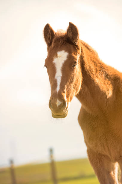 Portrait of English Thoroughbred foal at sunset looking at the camera with a light background.