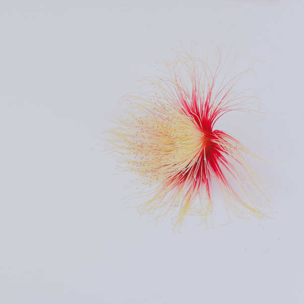 istock Beautiful Pink flower on creamy  pastel background top view. copy space 1219124408