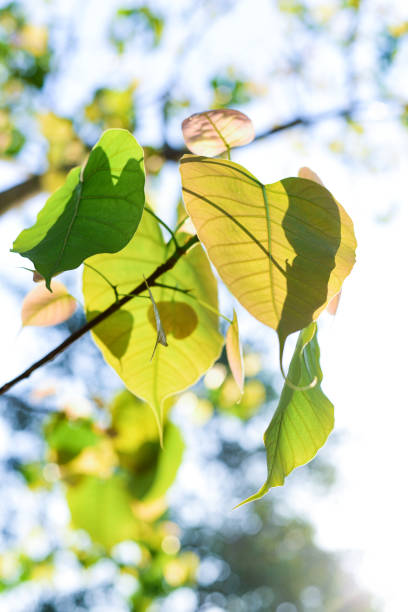 feuille verte de bo avec la lumière du soleil le matin, arbre de bo représentant le bouddhisme en thaïlande. - peepal photos et images de collection