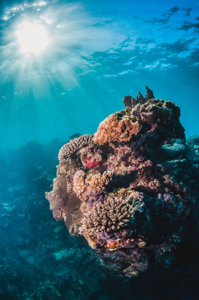 istock Underwater coral reef scene, colorful corals in clear blue water 1219125566