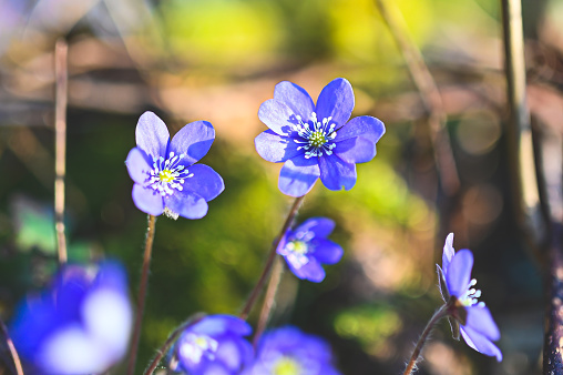 close up at hepatica blue anemone flowers in Kumla Sweden spring of 2020