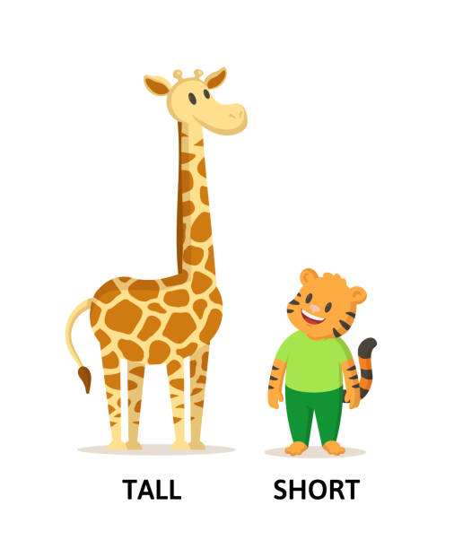 Words Tall And Short Flashcard With Cartoon Animal Characters Opposite  Adjectives Explanation Card Flat Vector Illustration Isolated On White  Background Stock Illustration - Download Image Now - iStock