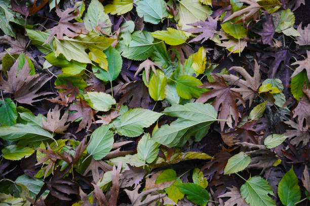 Green and brown autumn leafs background stock photo