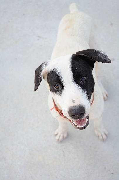 istock Give me some food. 121913175