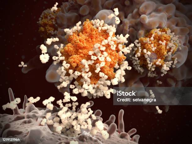 Blymphocyte Releases Antibodies Against Coronaviruses Sarscov2 The Viruses Are Engulfed And Destroyed By A Macrophage Stock Photo - Download Image Now