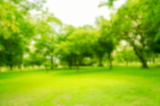 istock Blurred photo View of green trees for a natural backdrop. 1219132062
