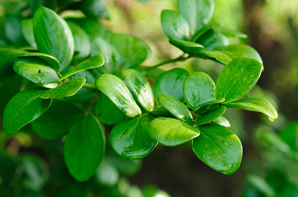 verde leaf - fressness fotografías e imágenes de stock