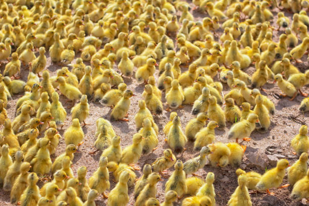 istock Thousands of little yellow ducklings 1219133512