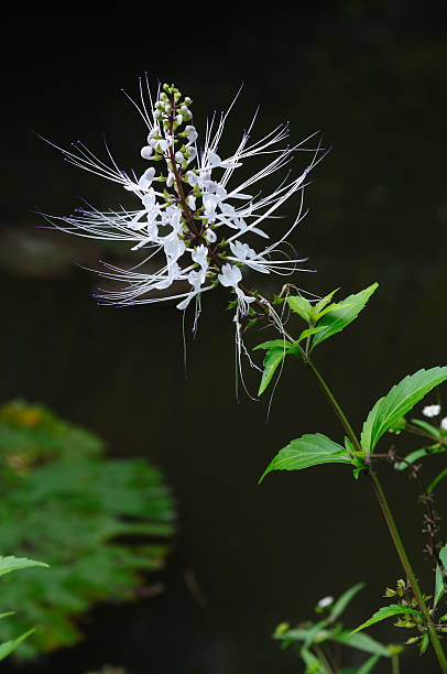 Cat's Whiskers (Orthosiphon stamineus)  orthosiphon aristatus stock pictures, royalty-free photos & images