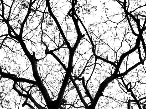 istock Dried branchs of giant tree texture isolated with white sky background. 1219134410