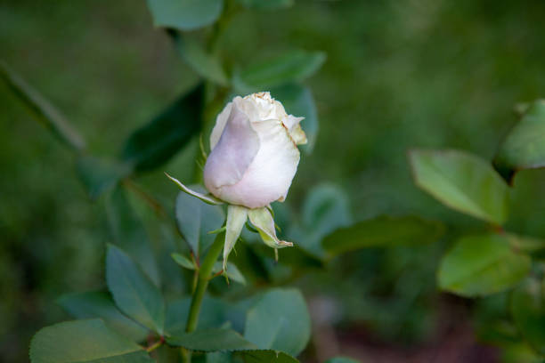 istock Beautiful rose bush growing in the garden 1219135465