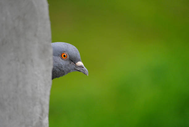 2,946 Funny Pigeon Stock Photos, Pictures & Royalty-Free Images - iStock