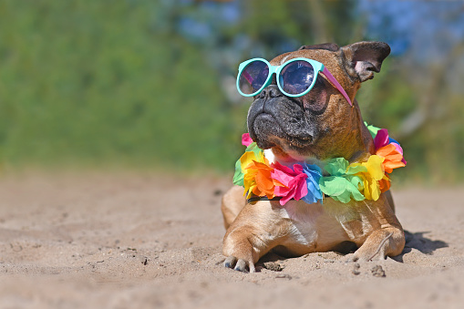 Fawn colored French Bulldog dog wearing blue sunglasses and colorful tropical flower garland while sunbathing on sand with blank copy space to left