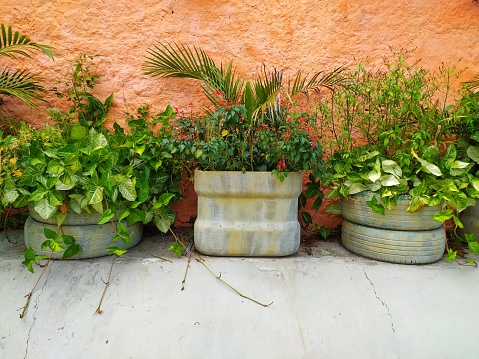 Three plants planted in homemade pots shot against an orange wall. One can see all pots were made of recycable materials. Shot in Sao Paulo, Brazil.