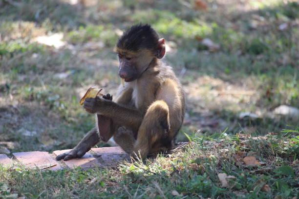 istock Baby monkey with food 1219138057