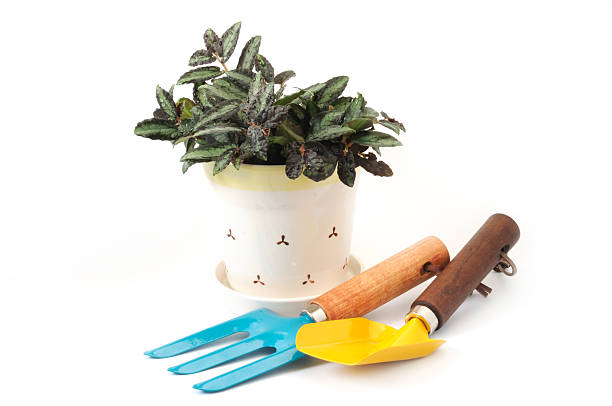 istock Gardening tool and small plant on white background 121913818