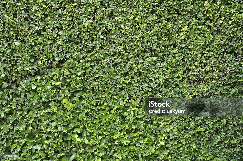 녹색 잎 산울타리 - 로열티 프리 0명 스톡 사진
