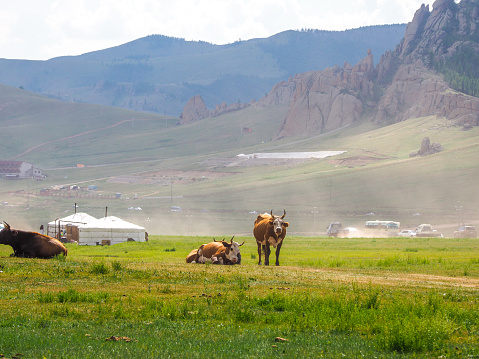 Landscapes, Yurts and horses in Gorkhi-Terelj National Park, Mongolia