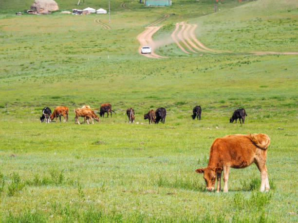 istock Gorkhi-Terelj National Park, Mongolia 1219138472