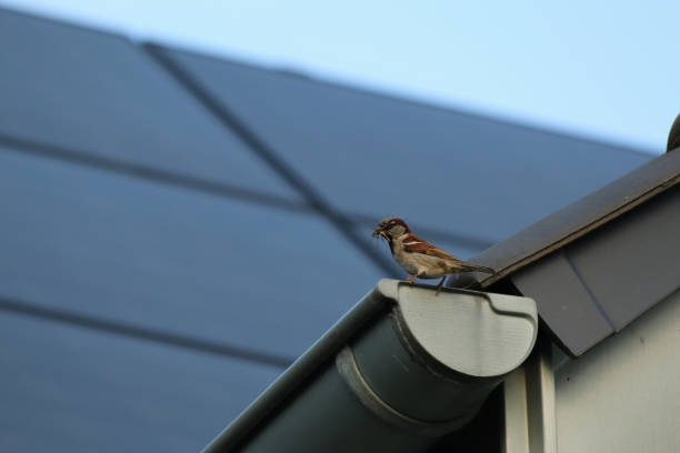 istock sparrow on a water gatter on a roof 1219139042