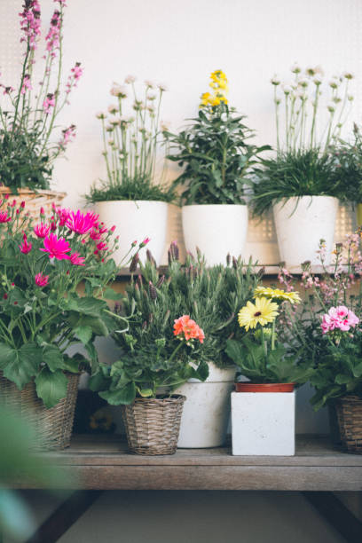 istock Balcony plants and flowers, small baccony ideas, comcept, balcony trends 1219139059