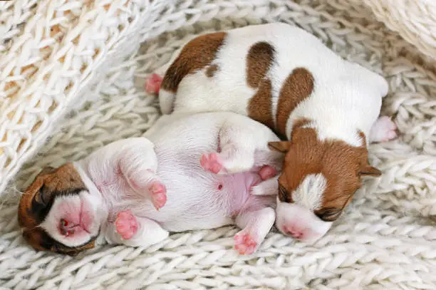 Photo of two little puppies a boy and a girl Jack Russell are sleeping on each other on their sweaters. childhood, A few hours after birth. Home pet. Horizontal