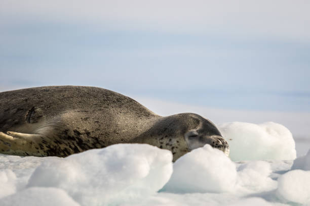istock Leopard seal warms up on the sun in Antarctica, close up 1219140503