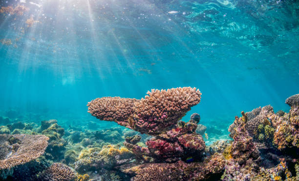 istock Colorful coral reef formation in crystal clear water 1219141415