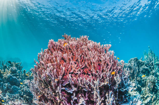 istock Colorful coral reef formation in crystal clear water 1219141648