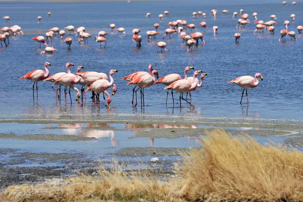istock Pink flamingo walks on a salt lake. 1219141655