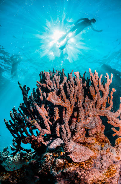 istock Colorful coral reef formation in crystal clear water 1219141717