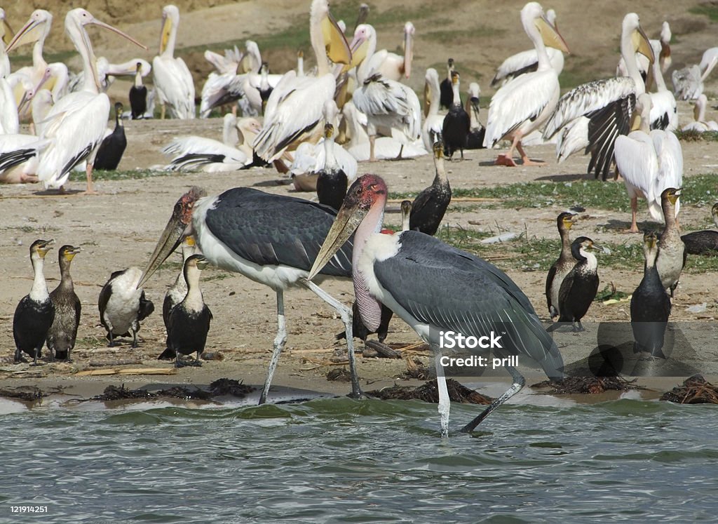 Mnóstwo african ptaków riverside - Zbiór zdjęć royalty-free (Afryka)