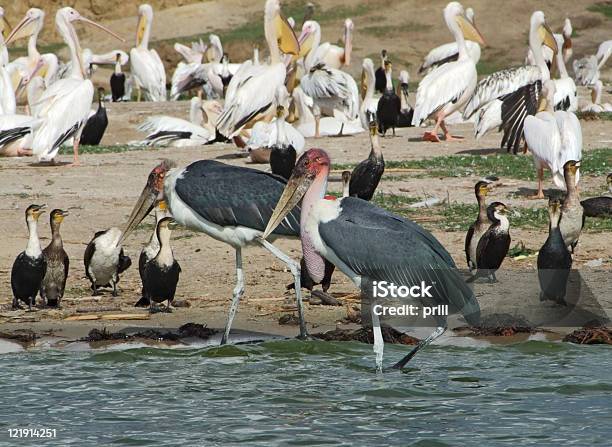 Mnóstwo African Ptaków Riverside - zdjęcia stockowe i więcej obrazów Afryka - Afryka, Afryka Wschodnia, Bez ludzi