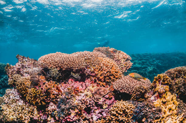 istock Colorful coral reef formation in crystal clear water 1219142639