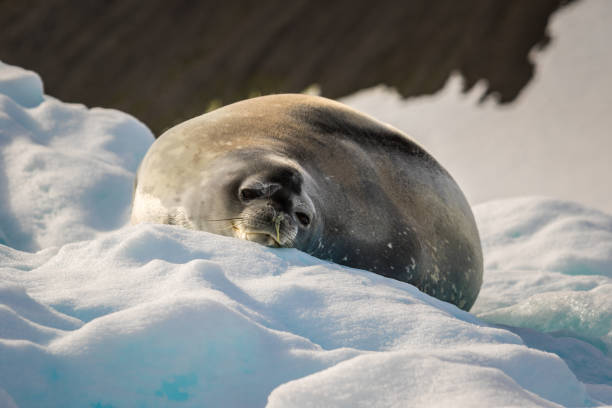 istock Crabeater seal warms up on the sun in Antarctica 1219142989