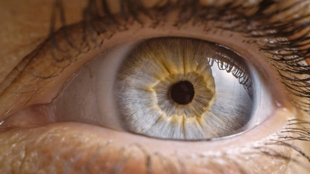 Close Up Macro Shot of an Eye. Young Beatiful Female Light Blue, Yellow and Brown Color Pigmentation on the Iris. Mascara is Applied to Eyelashes. Detail Biological Shot. Close Up Macro Shot of an Eye. Young Beatiful Female Light Blue, Yellow and Brown Color Pigmentation on the Iris. Mascara is Applied to Eyelashes. Detail Biological Shot. dilation stock pictures, royalty-free photos & images