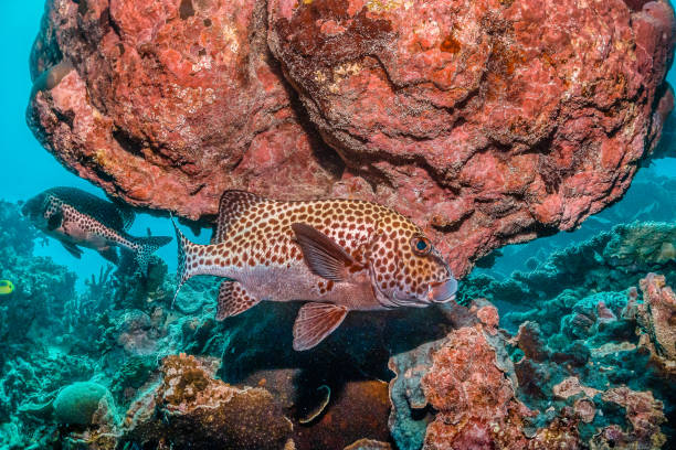 istock Colorful coral reef formations in crystal clear water 1219143148
