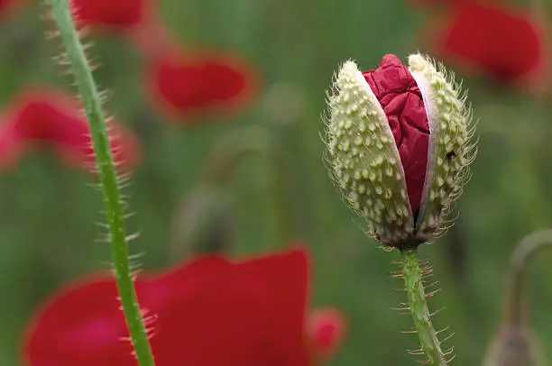 close-up of a corn-poppy that blossoms