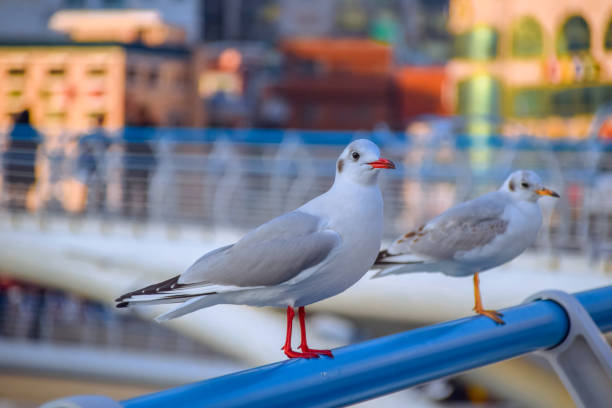 istock Busan Songdo Skywalk 1219143831