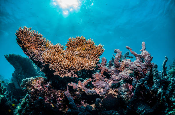 istock Colorful coral reef formations in crystal clear water 1219143895