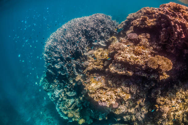 istock Colorful coral reef formations in crystal clear water 1219143922