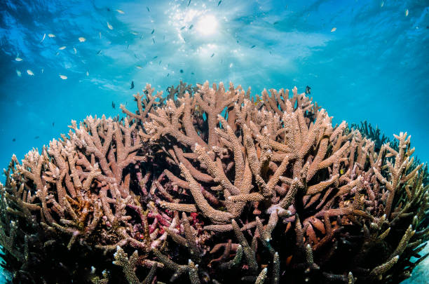 istock Colorful coral reef formations in crystal clear water 1219143952