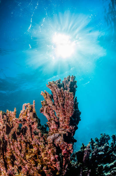 istock Colorful coral reef formations in crystal clear water 1219143975