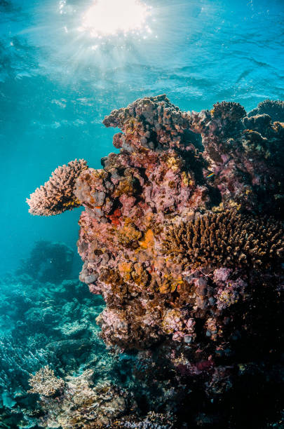 istock Colorful coral reef formations in crystal clear water 1219143999