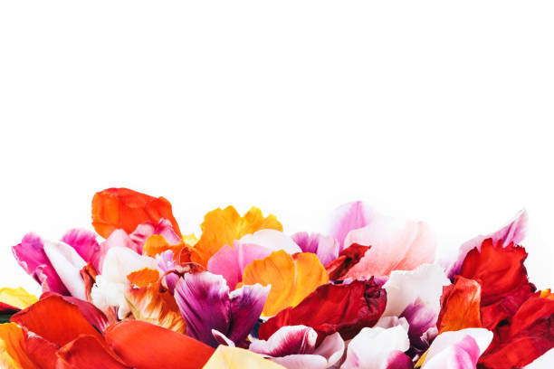 istock Colorful tulip flowers. 1219144043