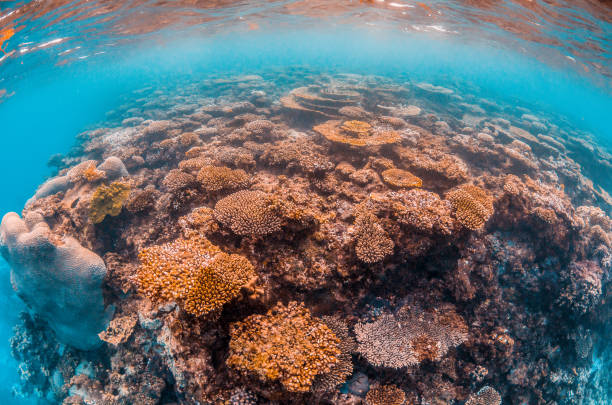 istock Colorful coral reef formations in crystal clear water 1219144070